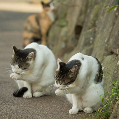 awesome-picz:   Japanese Photographer Documents The Many Faces of Tokyo’s Stray Cats.