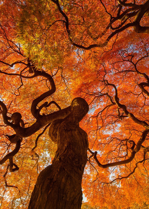 coiour-my-world:Autumn tree at Shinjuku Gyoen National Park | Tokyo | Danny Dungo