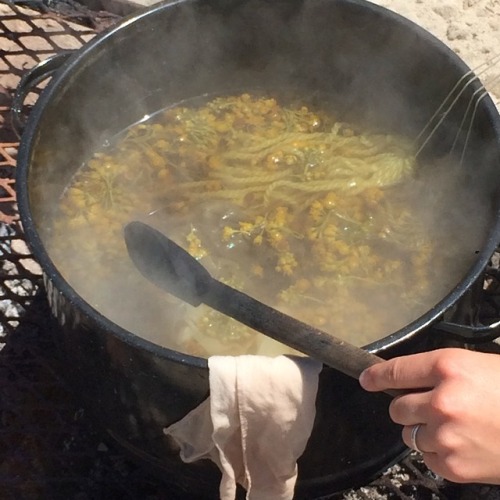 knithag:Natural dye with tansey ragwort on the Oregon coast 