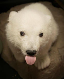 dailyblep:  Polar bear blup / via 