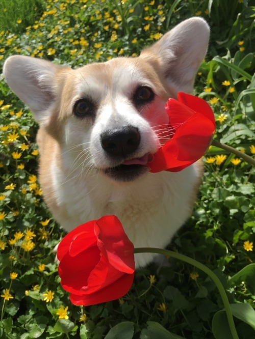 scampthecorgi: Mmm… flowers??