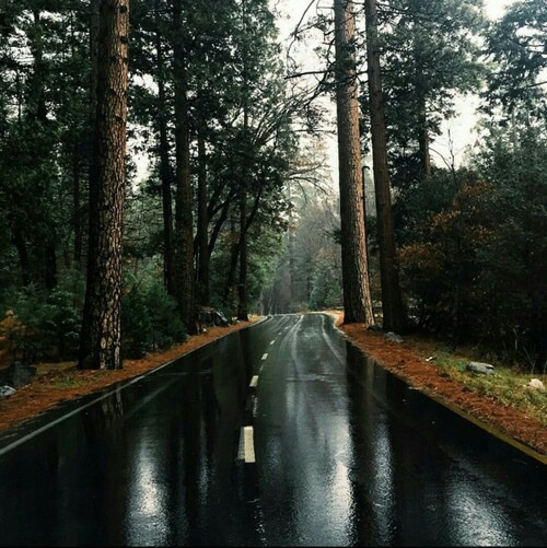 XXX storyofthislife:  forest  photo