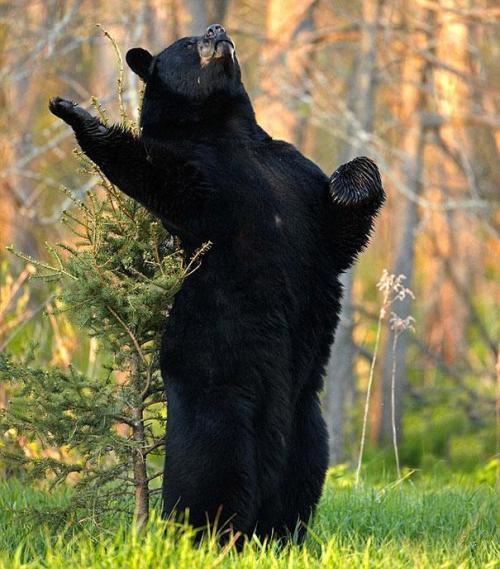 tastefullyoffensive:  Bears Doing Human Things [via]Previously: Before and After Pictures of Animals Growing Up 