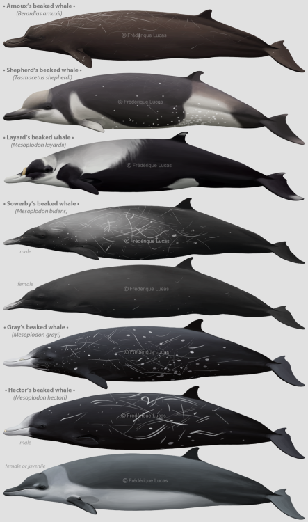 A bunch of beaked whalesI did mention I got to paint a lot of beaked whales, right? ;) After the bot