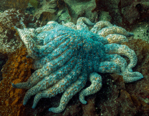 boudhabar:Pycnopodia helianthoides - sunflower star