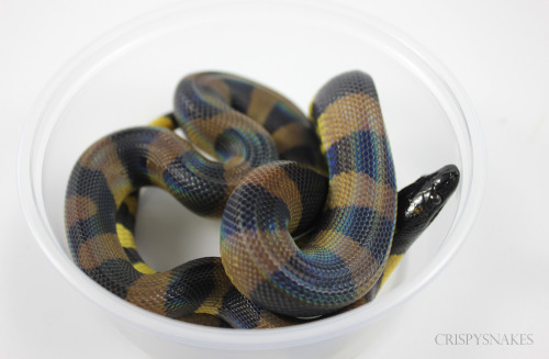 crispysnakes:Gin (bottom) and Tonic (top) - Bismarck Ringed python (bothrochilus boa)Growing faster.