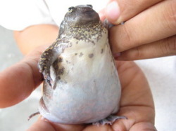 nemertea:   I AM DONE WITH THE UNIVERSE JESUS CHRIST DO YOU SEE THIS IT IS A FUCKING FROG DISGUISED AS A TINY PENGUIN. DONE. (Glyphoglossus molossus)  