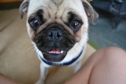 the-personal-quotes:  feeling sad? look at this baby animal blog!