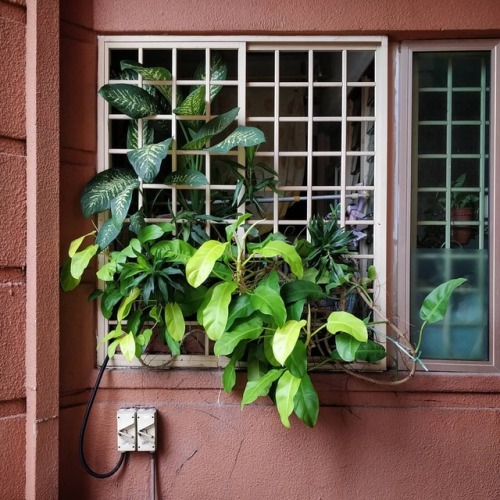 #tbt in Singapore, where plants are literally bursting from the windows. ~ ~ #singapore #foliage #pl