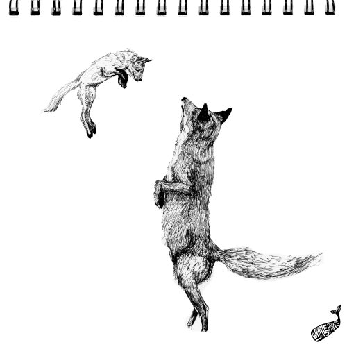 32. Fall Foxes