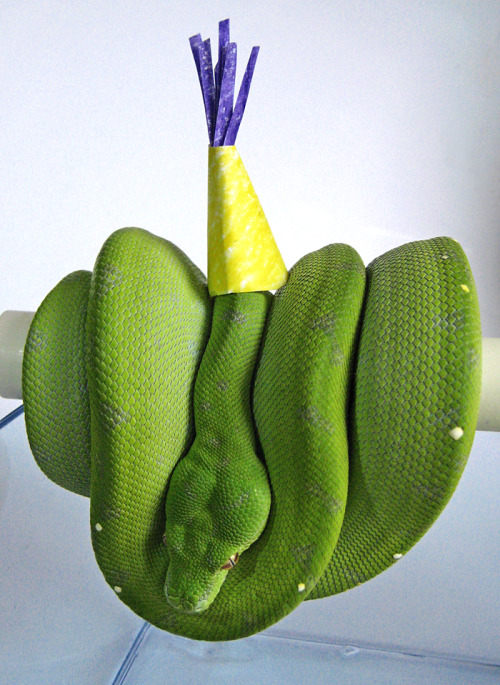 mcsprinkles:mcsprinkles:It’s Sourpatch’s birthday.Since I’m Too Lazy to take new pictures and someon