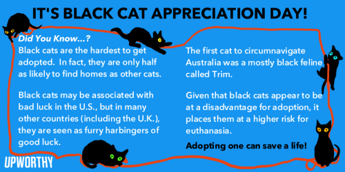 the-06:Black Cat Appreciation Day is every day! Along with black dogs, they are the least-adopt