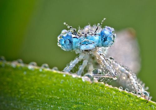 omg-sweetunlikelycollector-me: darkhawk1126: archatlas: Precious Insects Photographer David Chambon&