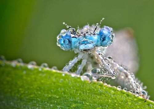 archatlas:  Precious Insects  Photographer David Chambon macro photos of insects covered in dew makes them look like precious gemstones. You can see more of his work on his Flickr and 500px accounts. 