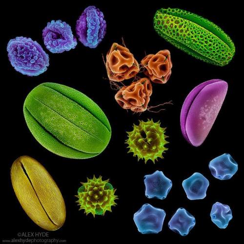 This is a false coloured image of pollen from different plant species taken with a Scanning Electron
