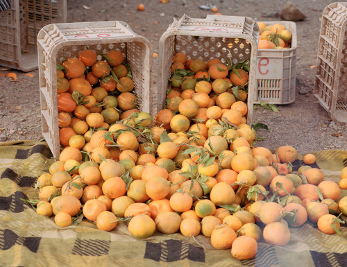 kent-andreasen: Oranges Morocco