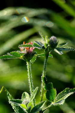 walking-geema:  ……wild clover