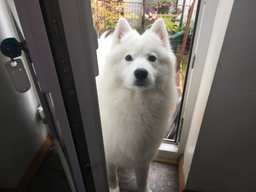 cloudthesamoyed:hello…