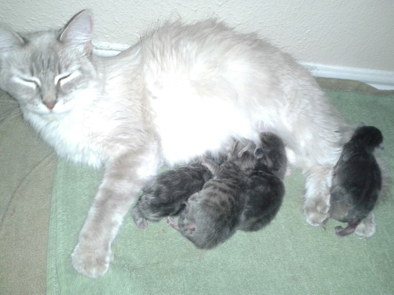 Was up super late last night with sasha delivering kittens!