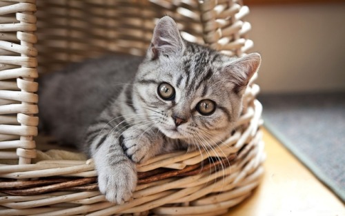 Fonte : www.wallpaperscraft.com - cat kitten basketSource : tinamotta.tumblr.com
