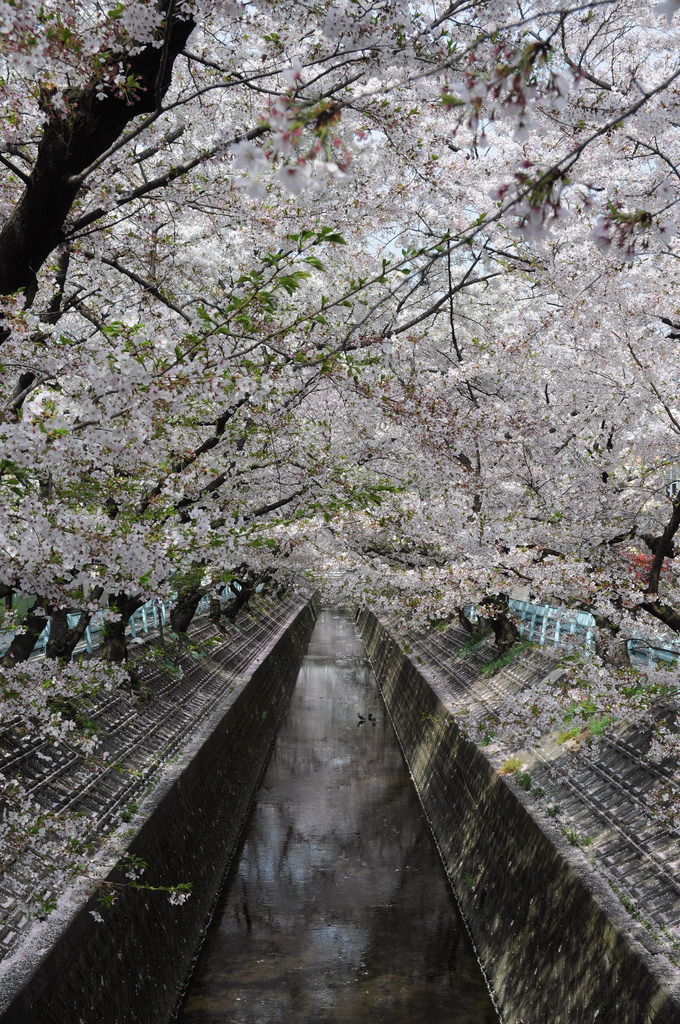 kvnai:    Row of cherry blossoms of Yamazaki river in Aichi Prefecture Nagoya City