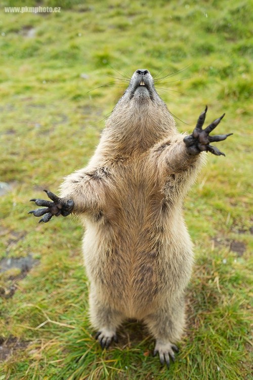 magicalnaturetour: gimme some food by Peter Krejzl