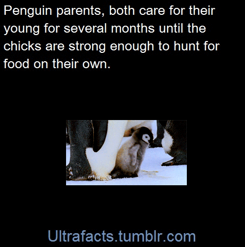 ultrafacts:  pizzaismylifepizzaisking:  doctor-need-some-pie:  ultrafacts:   Sources: 1 2 3/3 4 5 6 7 8 9 10 Follow Ultrafacts for more facts   This is just so cute     