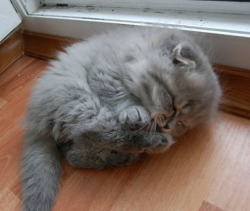 awwww-cute:  Lil kitty cleaning its paws
