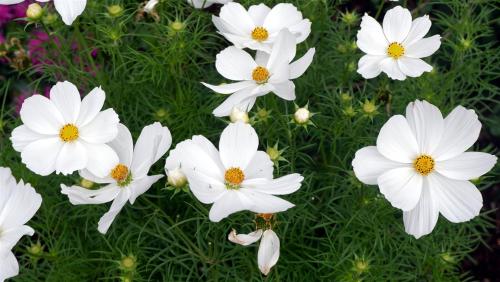 Beds and Borders - Cosmos. 