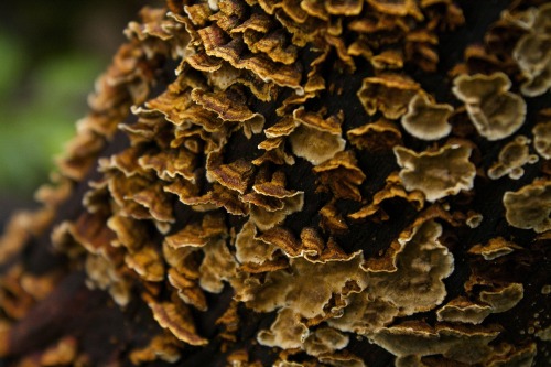 Trametes versicolour - Turkey Tail Mushroom [more]