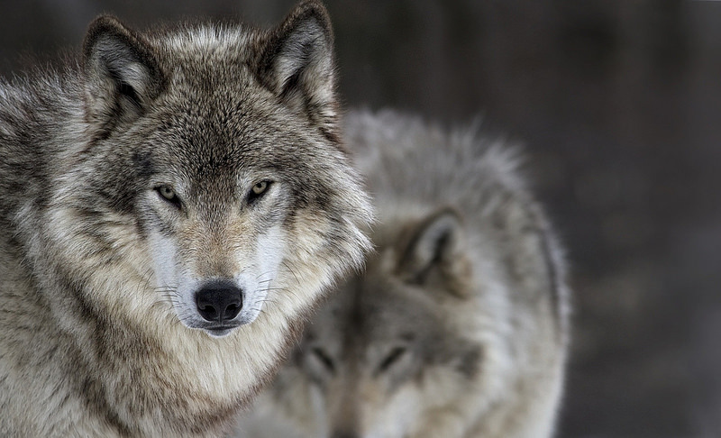 lonestray:  By Renald Bourque