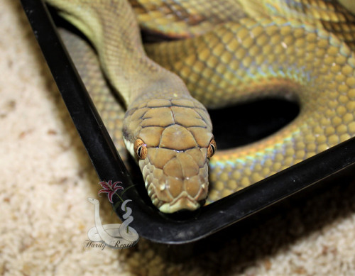 Porn i-m-snek:Before VS after! She’s so big photos