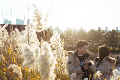 Reeds at sunset, Sorae Salt Marsh, Incheon.I love the autumn.