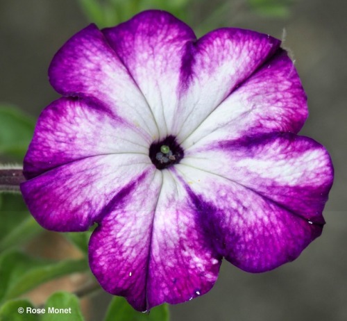 rosemonetphotos: Petunia   06&gt;2018