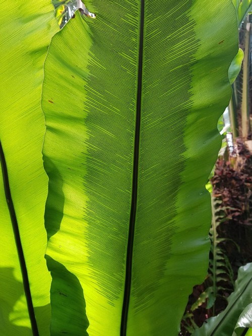 Asplenium nidus. I’m a sucker for ferns but can’t provide proper care for one right now! 