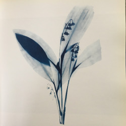 gacougnol:Zeva Oelbaum From “Blue Print” book Cyanotypes