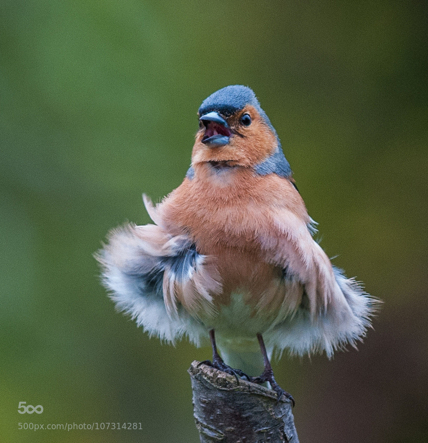 superbnature:
“Chaffinch singing his heart out by Delboy_Studios http://ift.tt/1FH7tdw
”