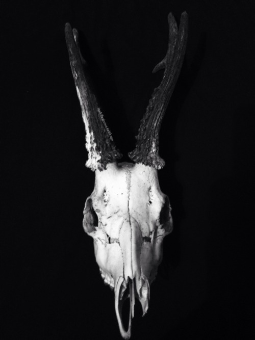 roadkillandcrows:  Roe deer skull.