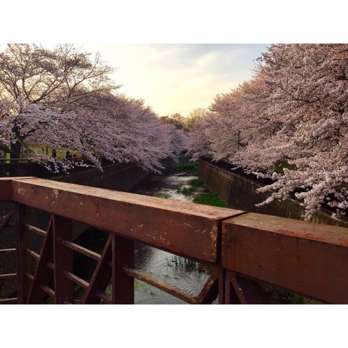 黄昏のワシントン桜 祖師谷公園 03.31.2015