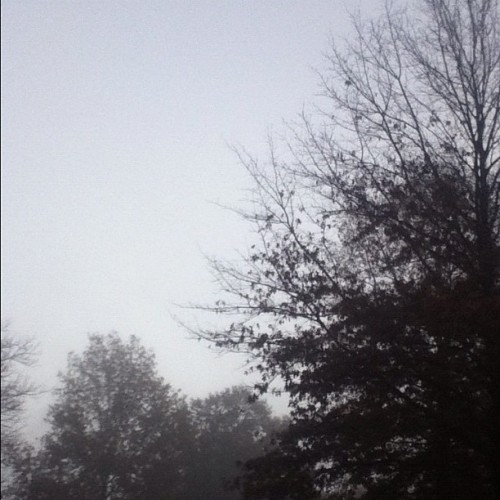 Beautiful Foggy Morning By The Woods.