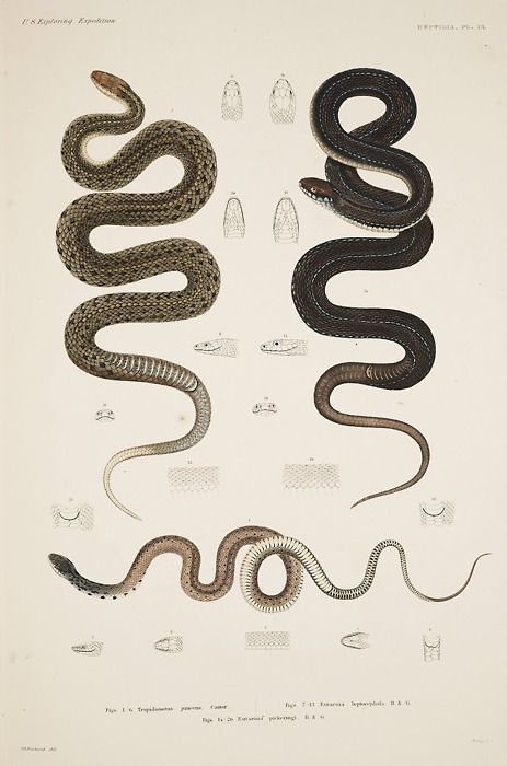 leaddust:  biological illustrations  serpents   