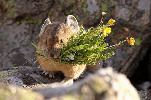 buzzfeed:This little guy is called a pika, and he loves bringing people flowers.