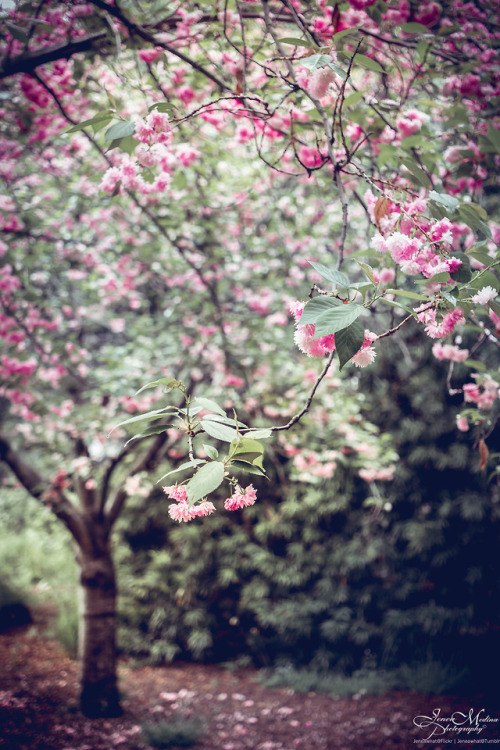 Underneath the cherry blossoms | Descanso Gardens Series | La Cañada Flintridge, CAInstagram