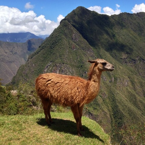 Machu Picchu’s resident supermodel. (at Machu Picchu, Peru)