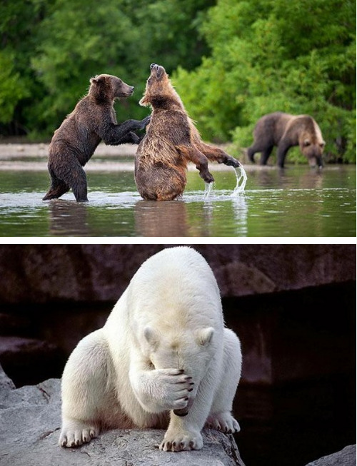 tastefullyoffensive:  Bears Doing Human Things [via]Previously: Before and After Pictures of Animals Growing Up 