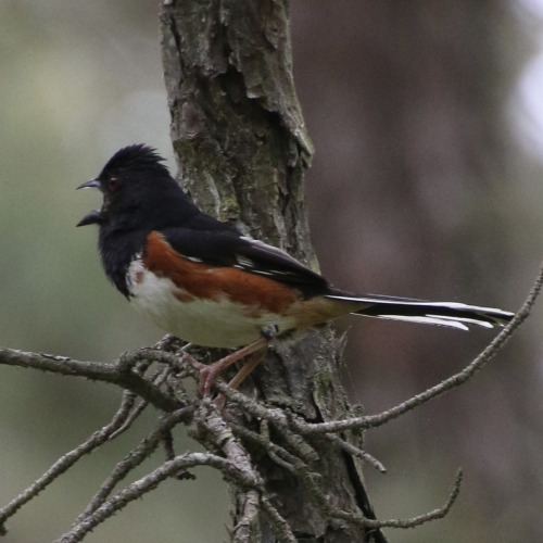 he go AAAAAAAAA(an eastern towhee showing off how absurdly wide it can open it’s bill)