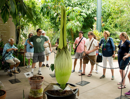 huntingtonlibrary | Still not blooming! If you’re looking for something Stinky-related to do while you wait for this crazy inflorescence to open, check out “A Stinky Family Tree,” a new blog post from one of our botanical conservators about our five...