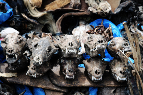 Fetish Market, Bamako, Mali, Africa.