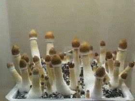 Fungi