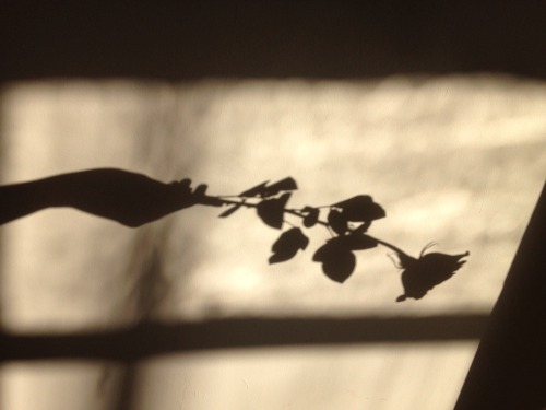 pairedaeza: the daydream of perfumed roses soaked in light and shadow